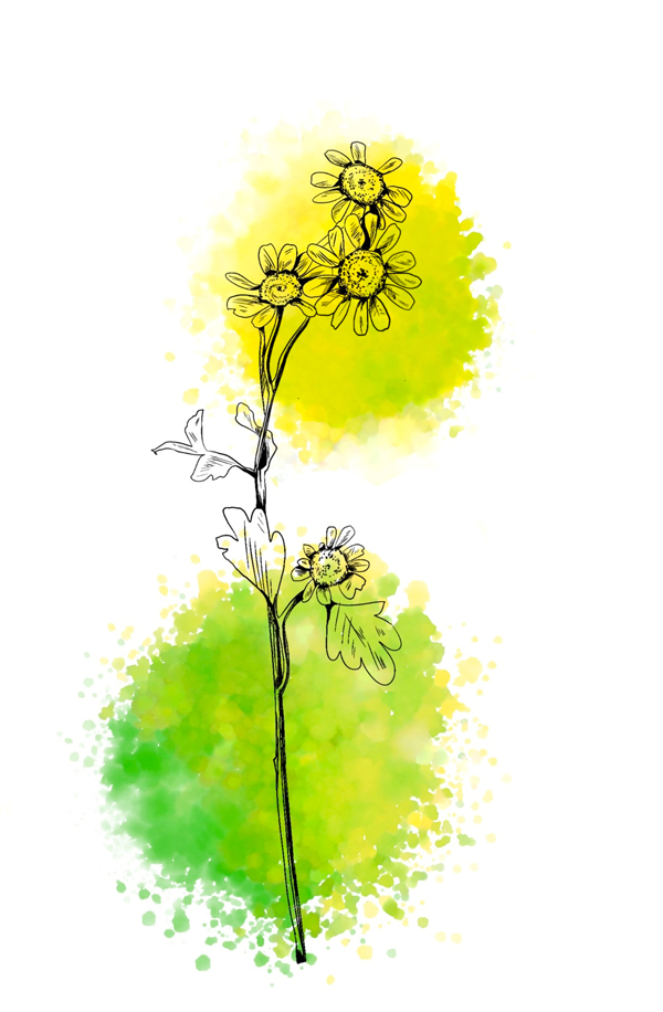 Chamomile